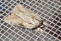 Bryophila raptricula