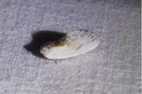 Cilix glaucata/hispanica