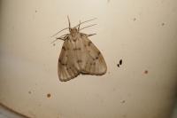 Paidia rica
