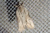 Bryophila raptricula