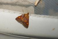 Pyrausta aurata