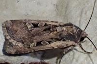 Euxoa tritici