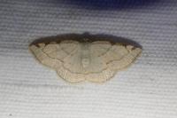 Stegania trimaculata
