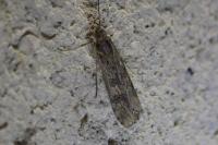 Nomophila noctuella