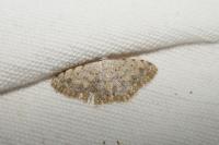 Scopula submutata roseonitens