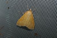 Sitochroa verticalis
