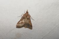 Stemmatophora brunnealis