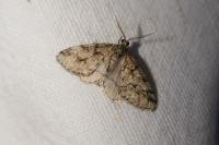 Tephronia lhommaria melaleucaria