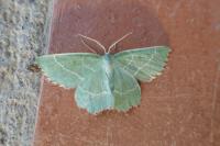 Thalera fimbrialis