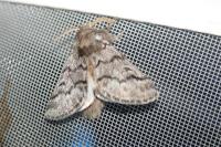 Thaumetopoea pityocampa