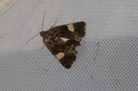 Tyta luctuosa
