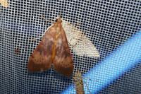 Uresiphita gilvata