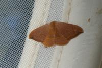 Watsonalla binaria