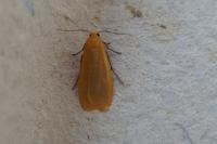 Wittia sororcula