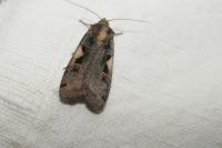 Xestia c-nigrum