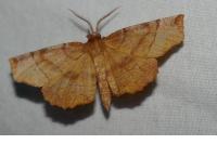 Selenia dentaria
