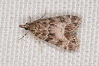 Eudonia mercurella