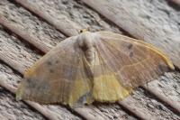 Watsonalla binaria