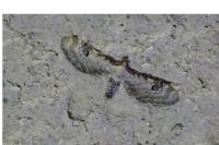 Eupithecia centaureata