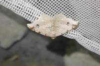Macaria alternata