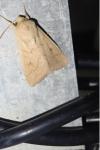 Mythimna vitellina