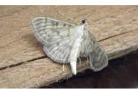 Patania ruralis