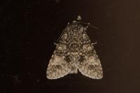 Acronicta megacephala