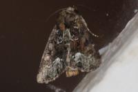 Oligia strigilis/versicolor