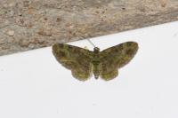 Pasiphila rectangulata