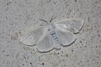 Leucoma salicis