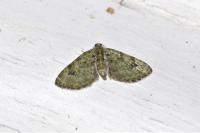Chloroclystis v-ata