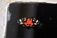 Callimorpha dominula