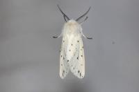 Spilosoma lubricipeda