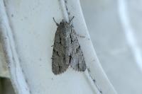 Acronicta psi/tridens