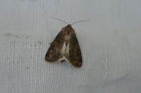 Agrotis bigramma