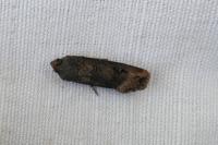 Agrotis ipsilon