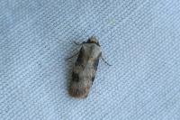 Agrotis puta