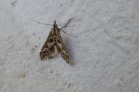 Diasemia reticularis