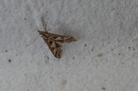 Diasemia reticularis