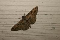 Peribatodes rhomboidaria rhomboidaria