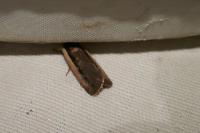 Ochropleura leucogaster