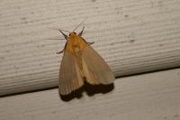 Katha depressa