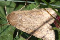 Mythimna unipuncta