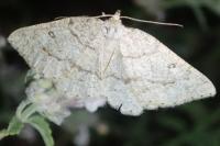Yezognophos serotinaria serotinoides
