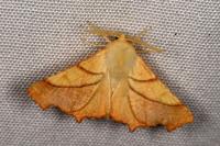 Ennomos fuscantaria