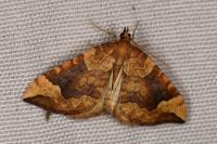 Eulithis populata