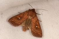 Mythimna conigera
