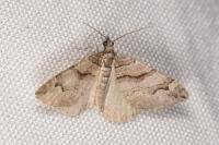 Pareulype berberata berberata