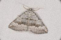 Scotopteryx bipunctaria