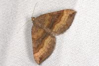 Scotopteryx chenopodiata
